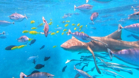Nurse Shark Snorkeling